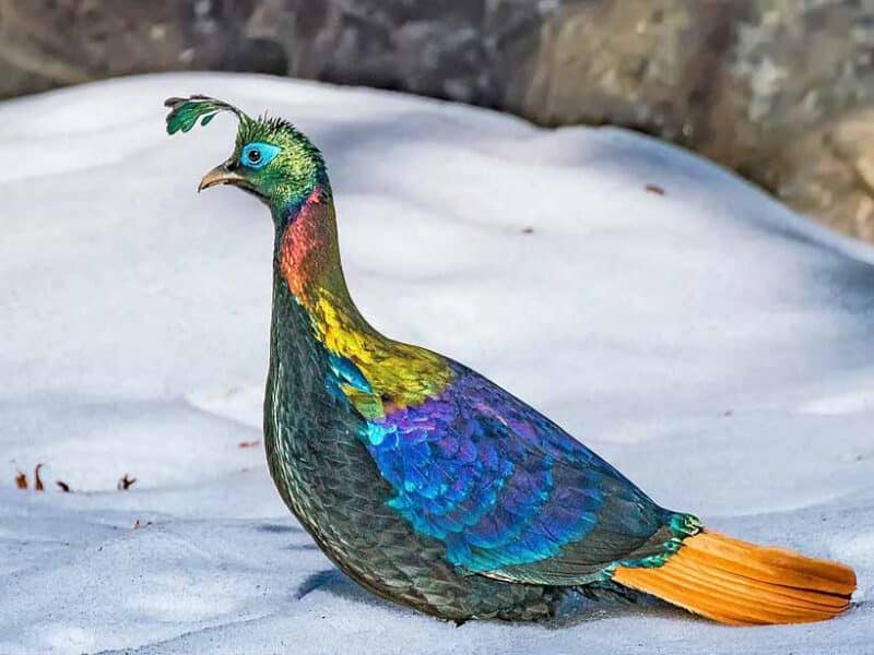 Himalayan_Monal