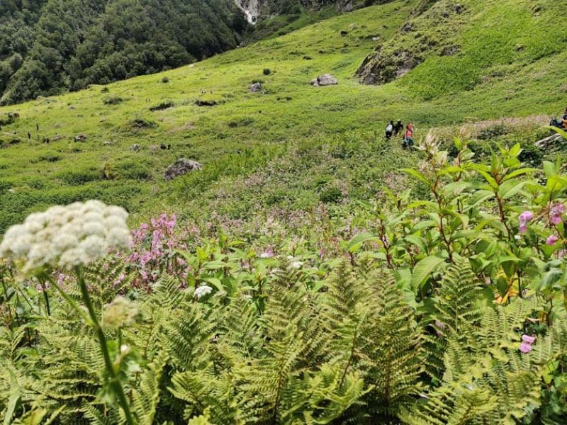 Valley of Flowers 4